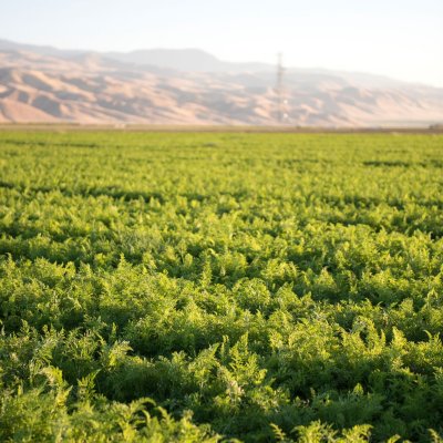 Organic Tender Sweet Carrots - 5 lb. bag