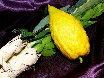 Arba'at Ha-minim MEHUDAR (Etrog Set)