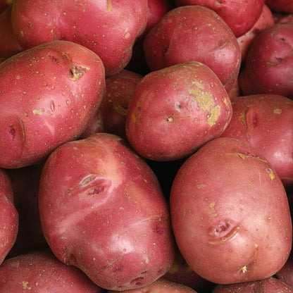 Red Potatoes (10 lbs.)