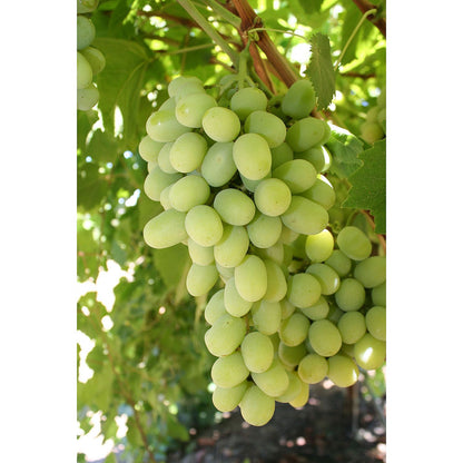 Cotton Candy Grapes (3 lbs.)