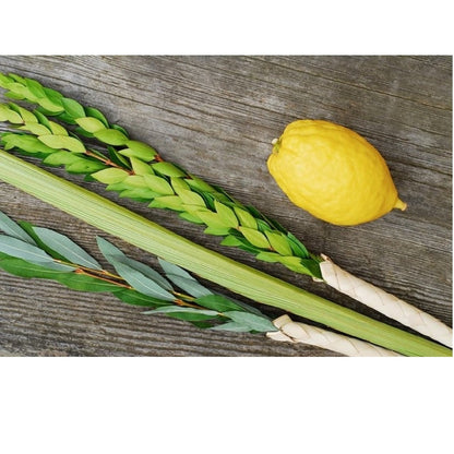 Arba'at Ha-minim MEHUDAR (Etrog Set)