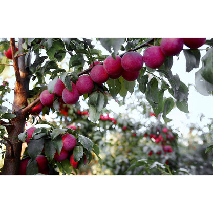 Cherry Plums (2 lbs.)