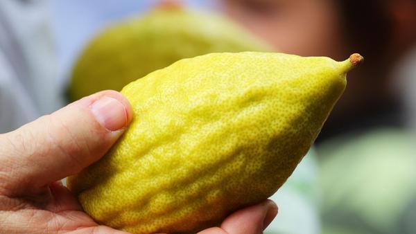 Arba'at Ha-minim MEHUDAR (Etrog Set)